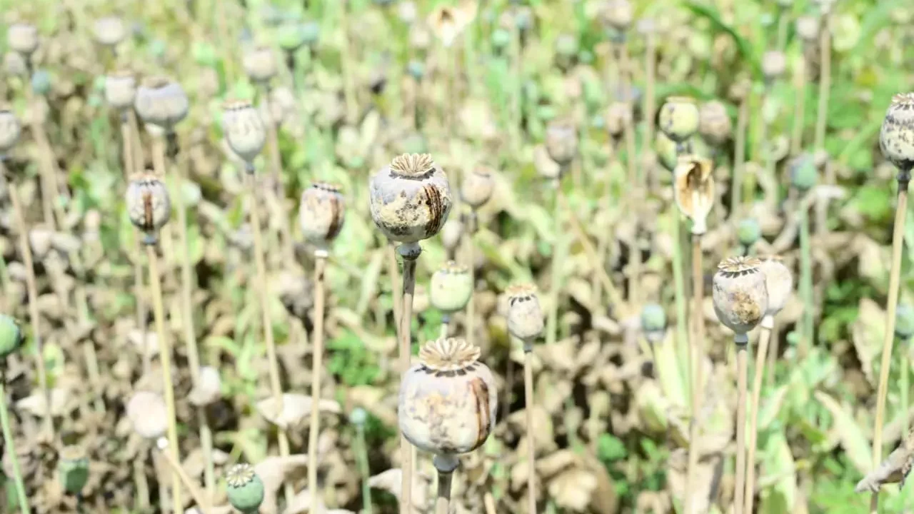 CG में दुर्ग के बाद बलरामपुर में अफीम की खेती: आदिवासी की जमीन लीज पर लेकर उगाई जा रही थी फसल, प्रशासन जांच में जुटा