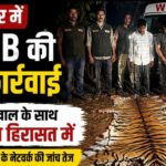 सूरजपुर में बाघ की खाल के साथ 3 संदिग्ध गिरफ्तार: WCCB की देर रात दबिश, वन्यजीव तस्करी के बड़े नेटवर्क की जांच शुरू