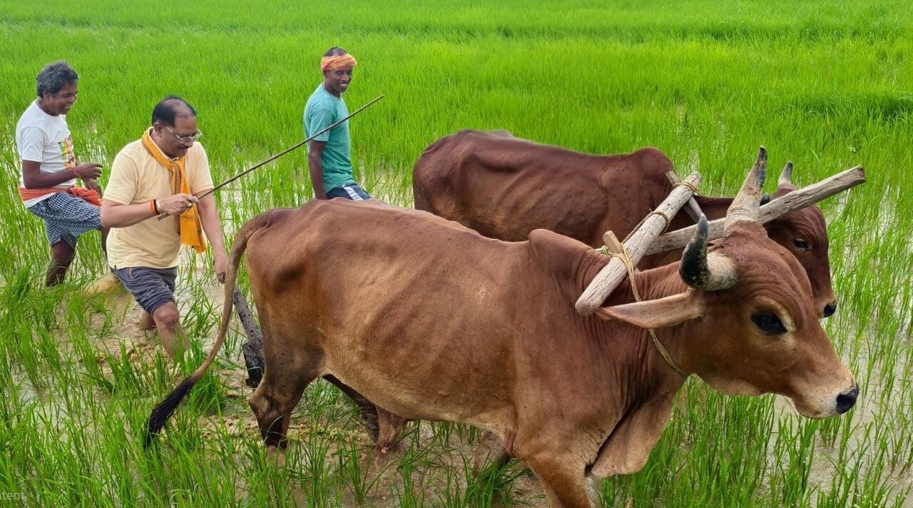 बगिया में खेत पहुंचे CM साय: बैलों के साथ हल चलाकर की बियासी, बोले—खेती मेरे लिए आजीविका नहीं, जीवन का संस्कार
