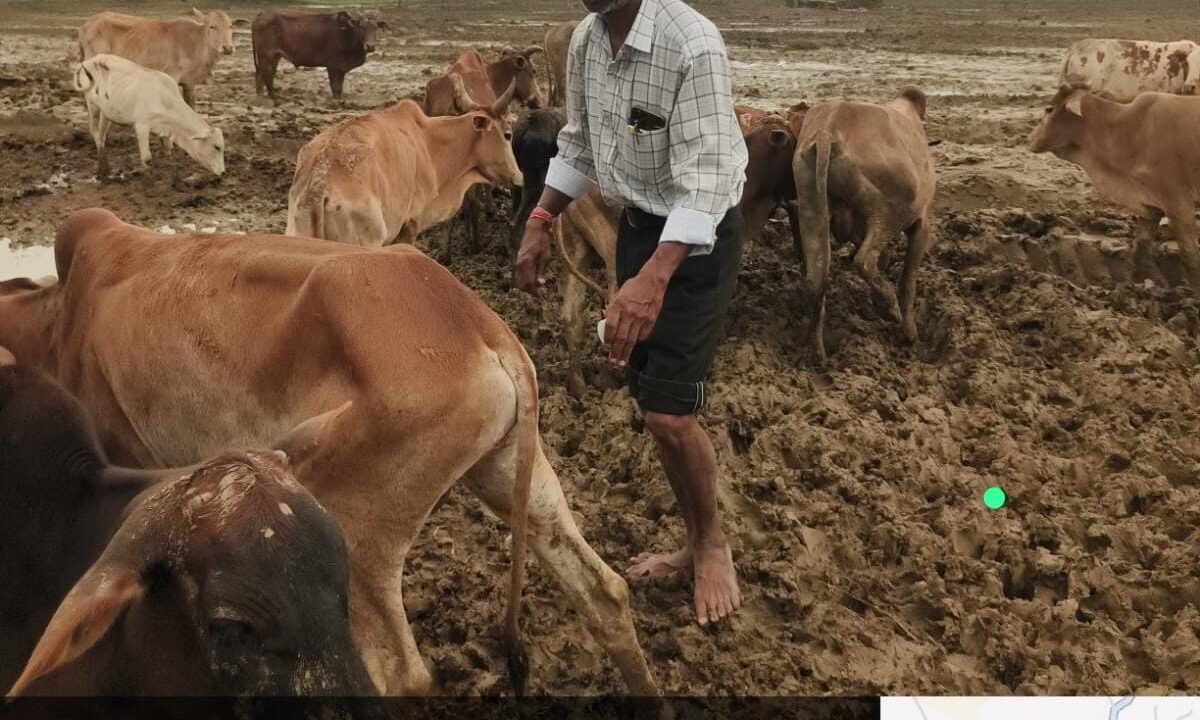 ओखर गौधाम में पशुओं की मौत का मामला, जांच में 6 मौतों की पुष्टि; 4 वृद्ध थे, 300 पशुओं को सुरक्षित स्थान पर भेजेंगे