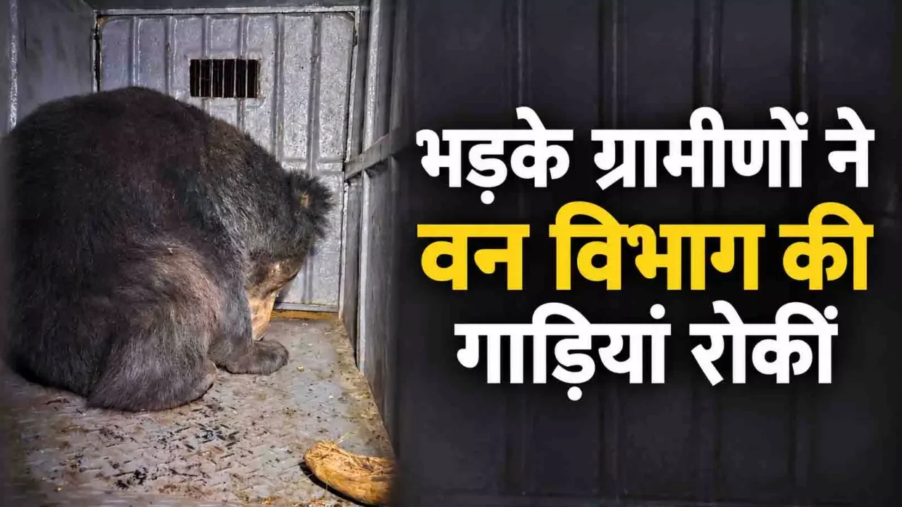 गांव से 500 मीटर दूर भालू छोड़ने पर ग्रामीण भड़के: वन विभाग की गाड़ियां रोकीं, अब पिंजरा लगाकर पकड़ेंगे, 5 जवान तैनात