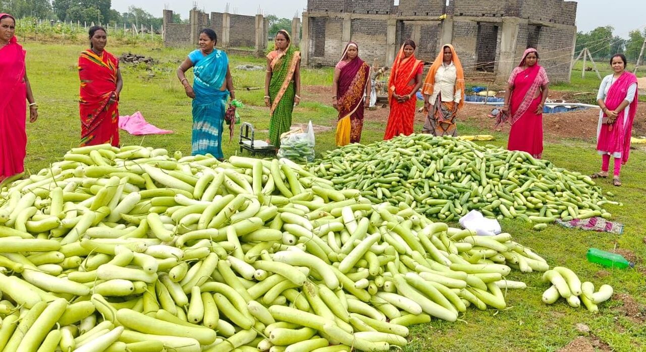 25 एकड़ सरकारी जमीन से बदली सुखापाली की तस्वीर : 14 महिलाओं ने 7300 अमरूद के पौधे लगाए, सब्जियों की खेती से बढ़ी कमाई